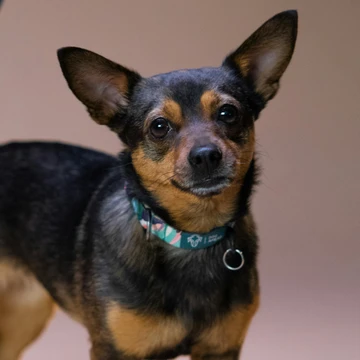 kortharige hond/short-haired dog