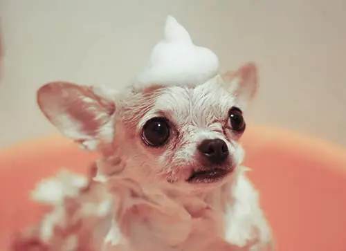 kleine hond in een bad/small dog in a bath