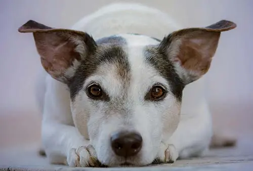 een hond met grote oren/a dog with large ears  