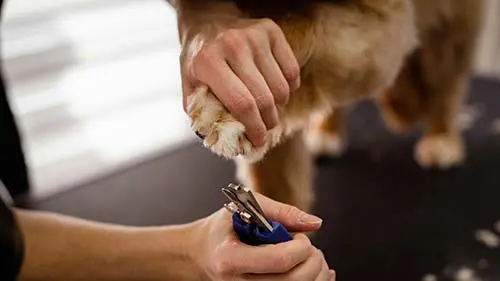 nagels knippen hond/dog getting nails trimmed