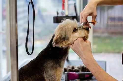 hoofd trimmen hond/dog having its face trimmed