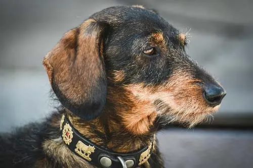 een teckel/a dachshund
