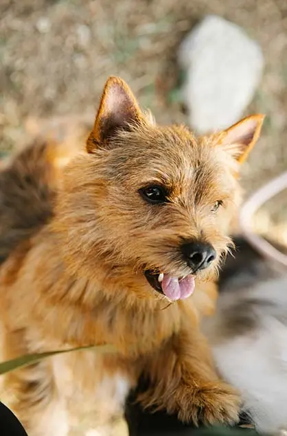 plukhond / handstripping dog
