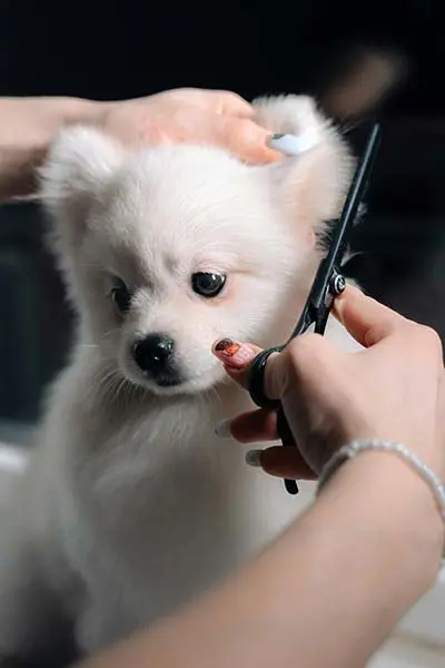 pomeriaan trimmen / pomeranian being groomed