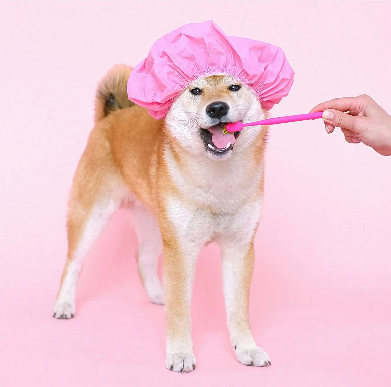 hond draagt een badmuts/a dog with a shower cap on