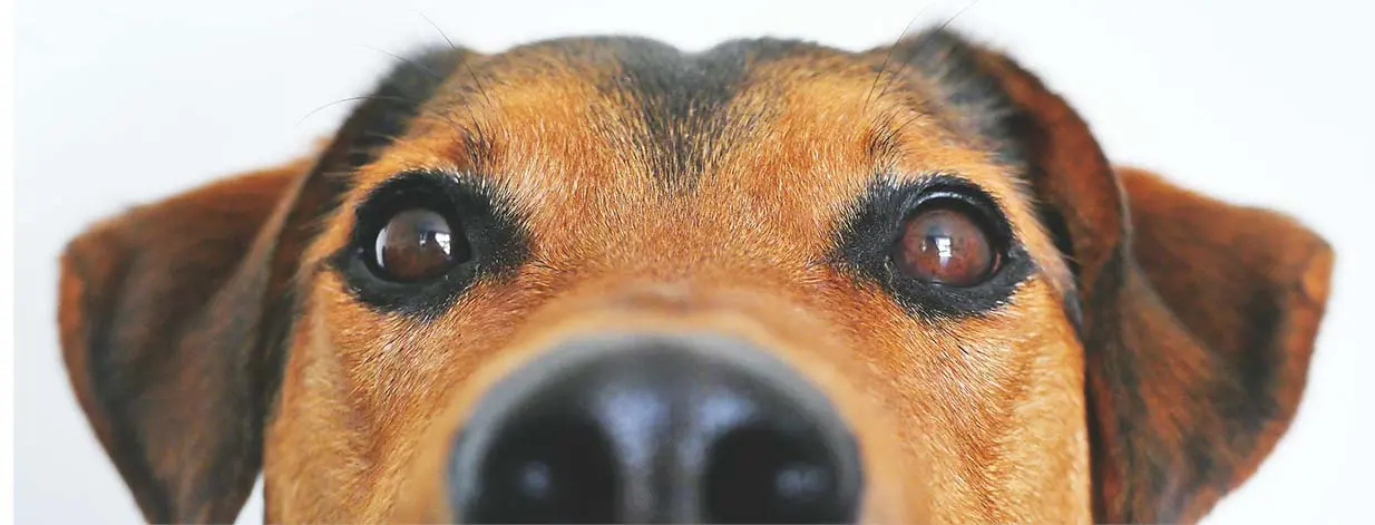 brown dog